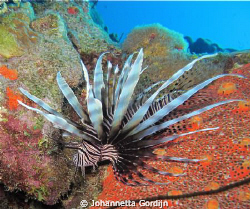 Beautiful but dangerous Lionfish are coming to Bonaire. by Johannetta Gordijn 